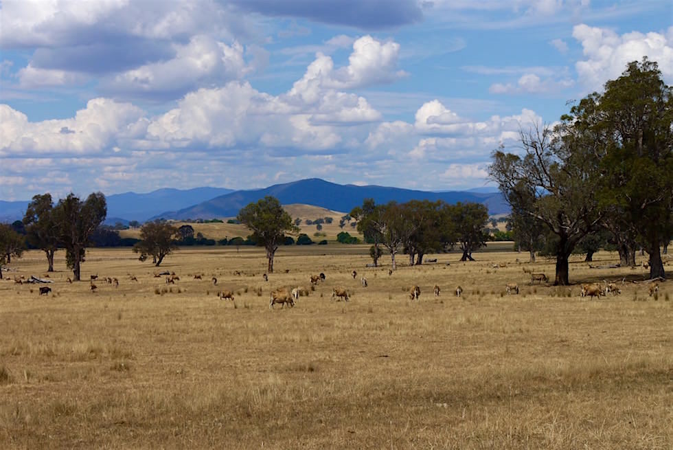 Viehwirtschaft am Murray Valley Highway - Victoria
