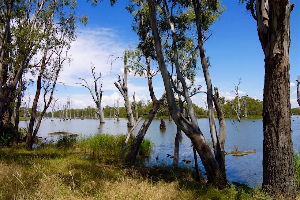 Murray River bei Mulwala - Victoria