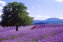 Bridestowe Lavendel Farm: Ein Leben im Lavendelduft – Blüte, Ernte & Lavendelöl!