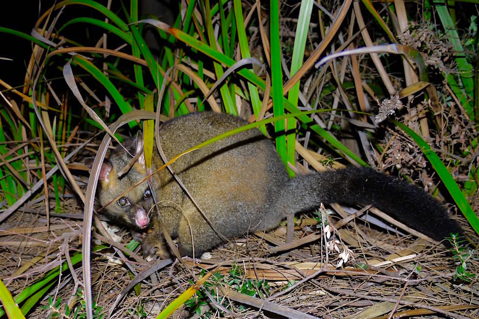 Nächtliche Diebe: Possum klaut Brot - Bay of Fires - Tasmanien