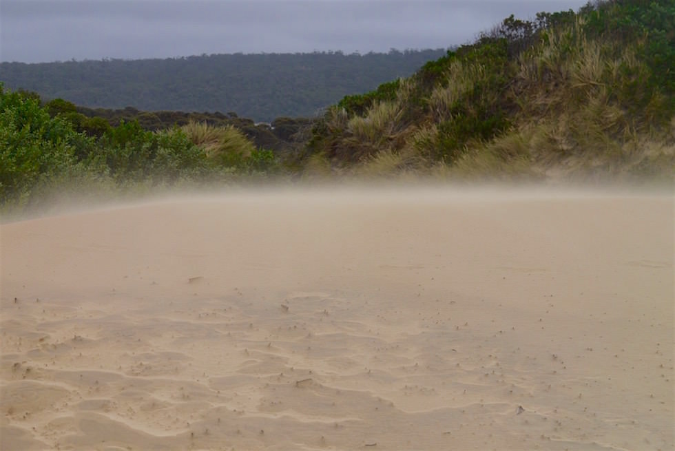 Sanddünen im Wind - St Helens - Bay of Fire - Tasmanien