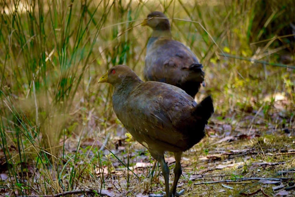 Tasmanian Native Hen - Unzoo - Tasmanien