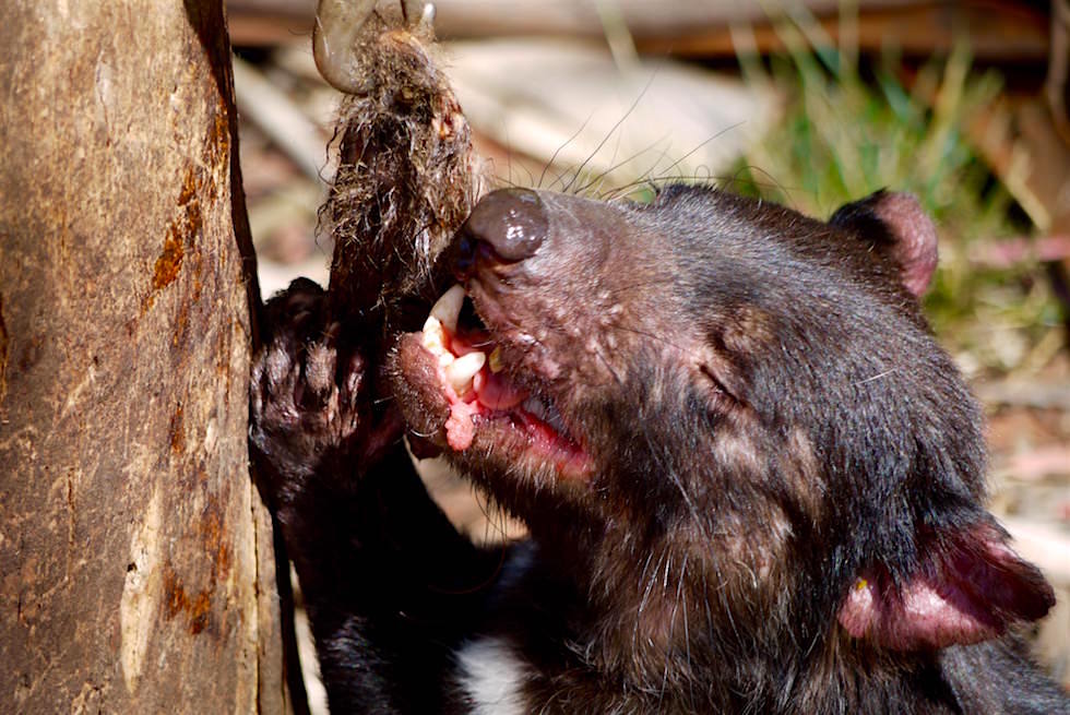 Beutelteufel - Tasmanischer Teufel beim Fressen - Tasmanien