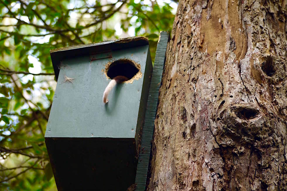 Ring-tailed Possum im Nest - Unzoo - Tasmanien
