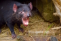 Tasmanian Devil Unzoo – Tasmanische Teufel & Tasmaniens Wildlife ganz anders erleben!