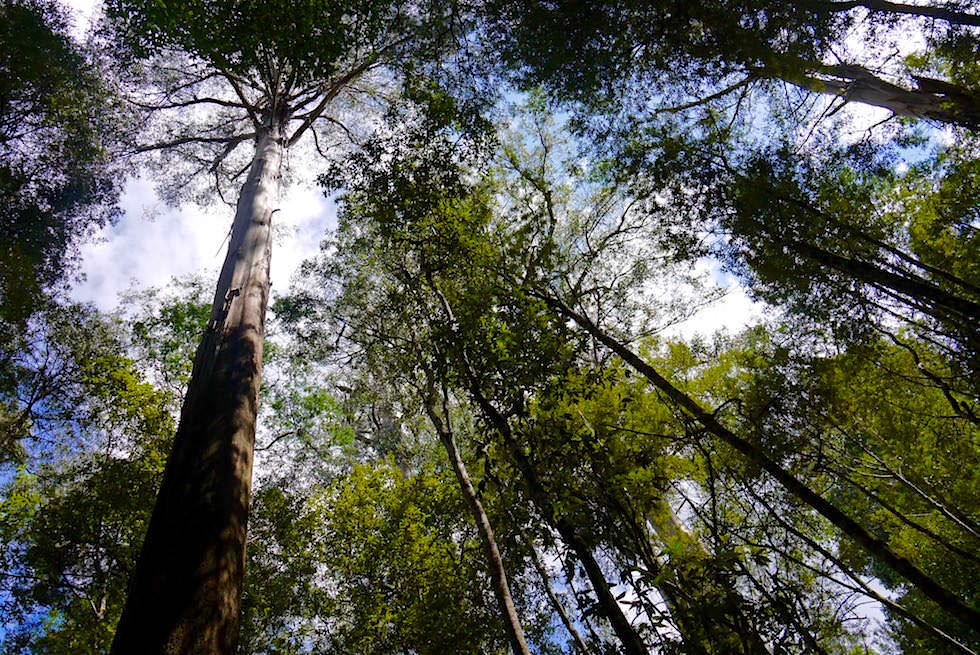 Blick in die Baumkronen - Mt Field National Park - Tasmanien