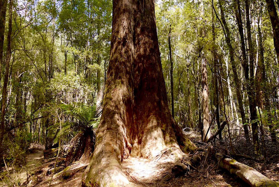 Giant Trees Baumgiganten im Mt Field National Park - Tasmanien