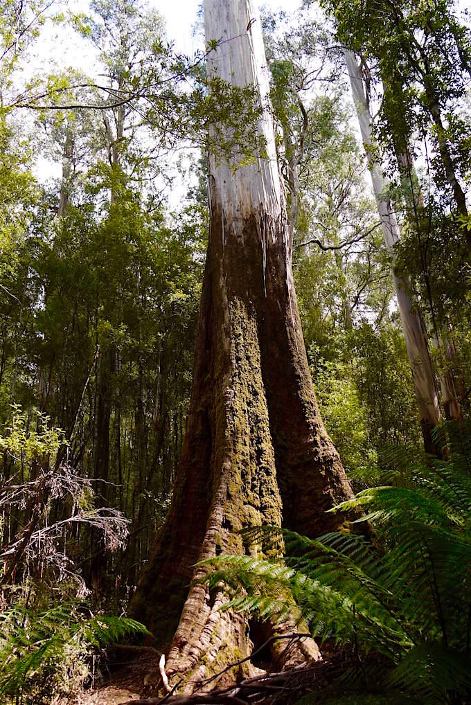 Größter Swamp Gum - Mt Field National Park - Tasmanien
