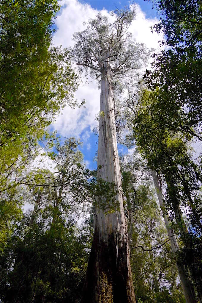 Größter Swamp Gum im Mt Field National Park - Tasmanien