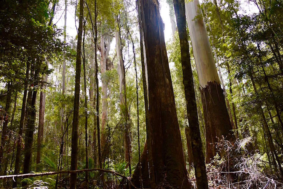 Giant Trees - Mt Field National Park - Tasmanien