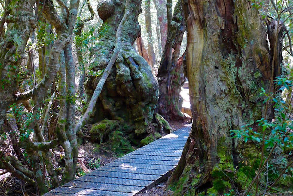Cradle Mountain Wanderung: Holzstege Dove Lake - Tasmanien