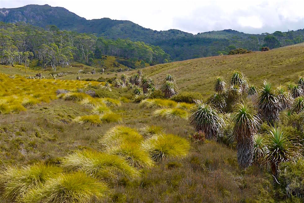 Buttongras Landschaft - Cradle Mountain - Tasmanien