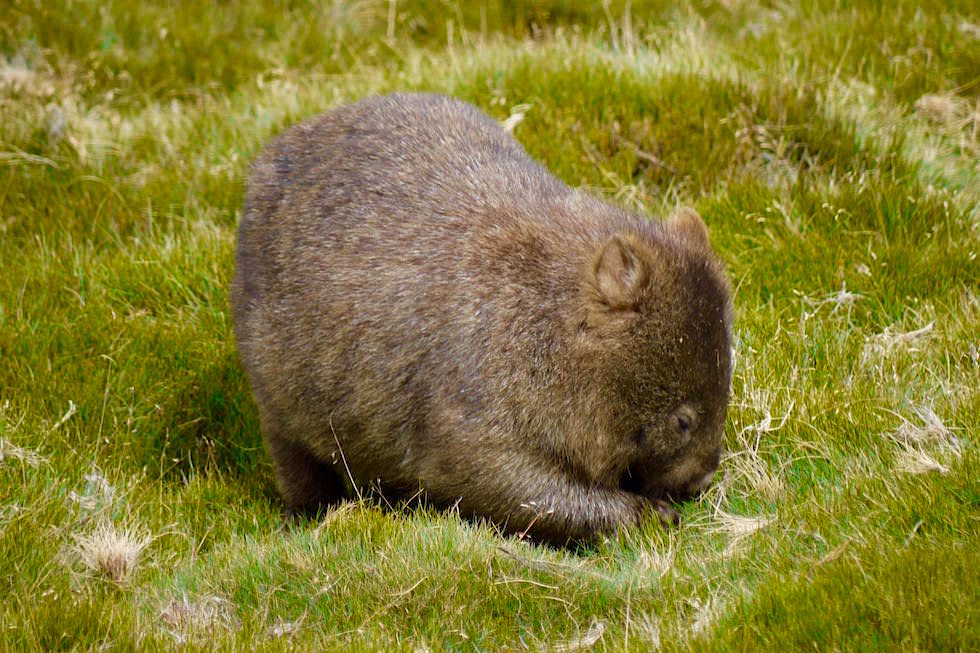 Wombat - Ronny Creek im Cradle Mountain NP - Tasmanien