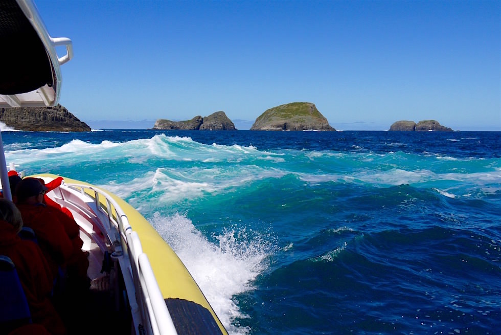 Wellen - Southern Ocean - Bruny Island Cruise - Tasmanien