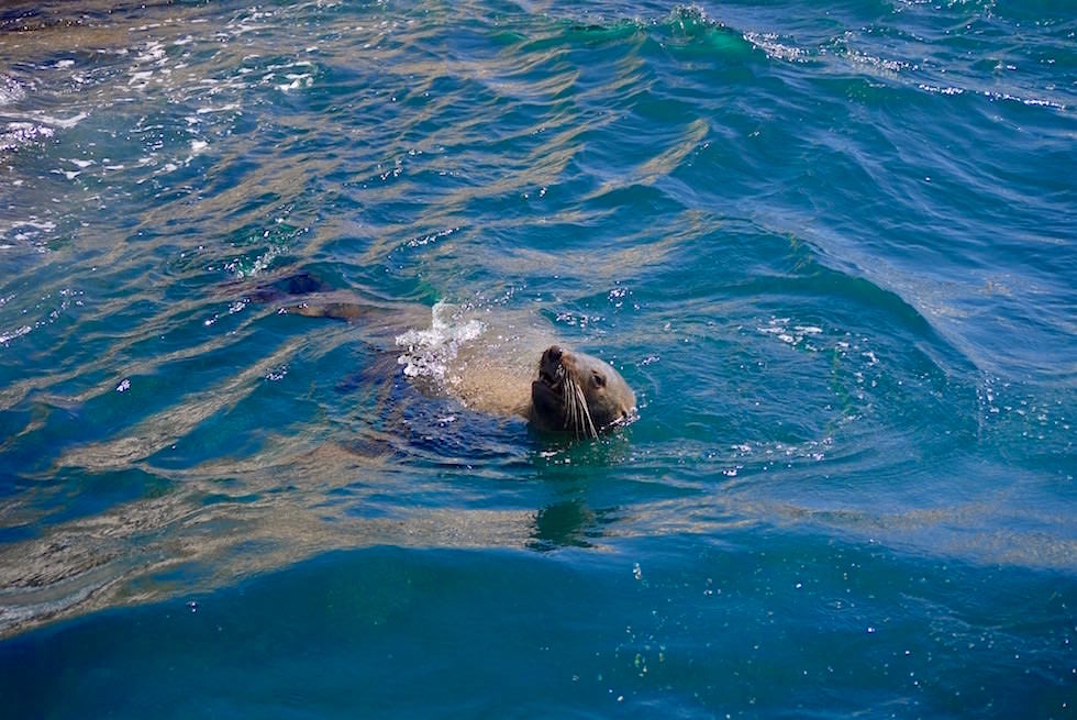 Australian Seal - Seltene Australische Robbe - Bruny Island - Tasmanien 