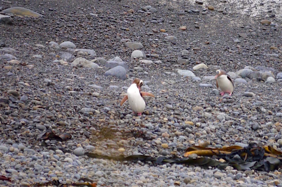 Gelbaugen-Pinguine - Roaring Bay - Neuseeland