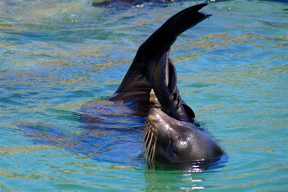 Robben tummelns sich in Pools am Wharariki Beach - Neuseeland Südinsel