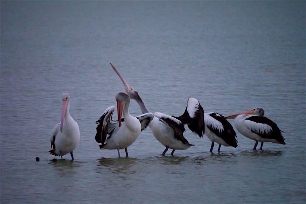 Pelikane - Lake Albert Caravan Park - Meningie - South Australia