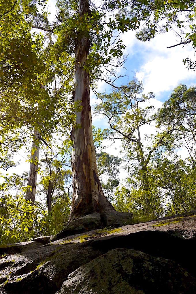 Tree in The Rock - Porongurup National Park - Western Australia