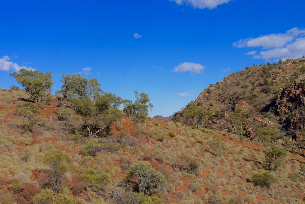 Spinnifex oder Stachelkopfgräser - Ridge-Top Tour - Arkaroola - South Australia