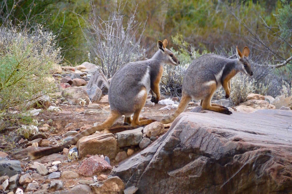 Yellow Footed Wallaby oder Gelbfuß-Känguru eines ihrer letzten Paradiese - Arkaroola Wilderness Sanctuary - South Australia