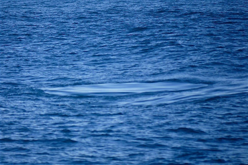 Buckelwal Spuren - Wale beobachten in Augusta - Western Australia