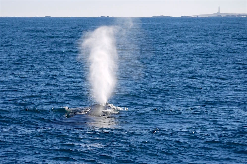 Der einstrahlige, buschige Blas ist ein Merkmal des Buckelwals - Wale beobachten in Augusta - Western Australia