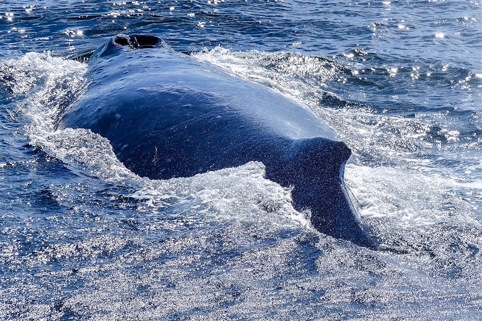 Breiter Rücken der dahingleitenden Buckelwale - Whale Watch Western Australia