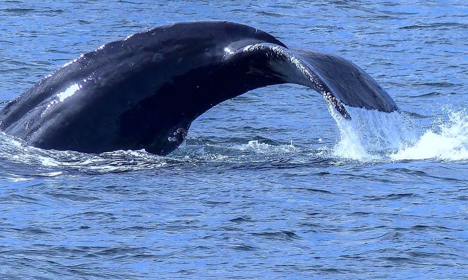 Humpback Whale Spray - Wale beobachten in Augusta - Western Australia