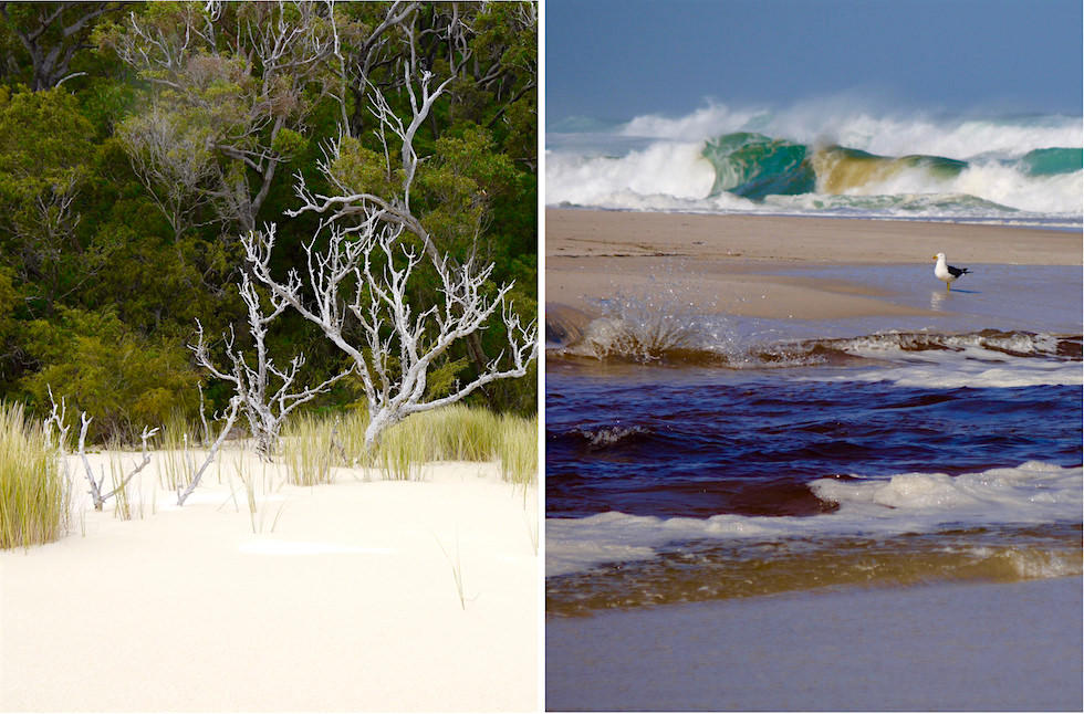 Beach & Forest Eco Tour Adventure - Pemberton - Western Australia