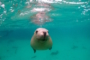 Schnorcheln mit Australischen Seelöwen – Lass dich verzaubern von ihrer Verspieltheit & Neugier!