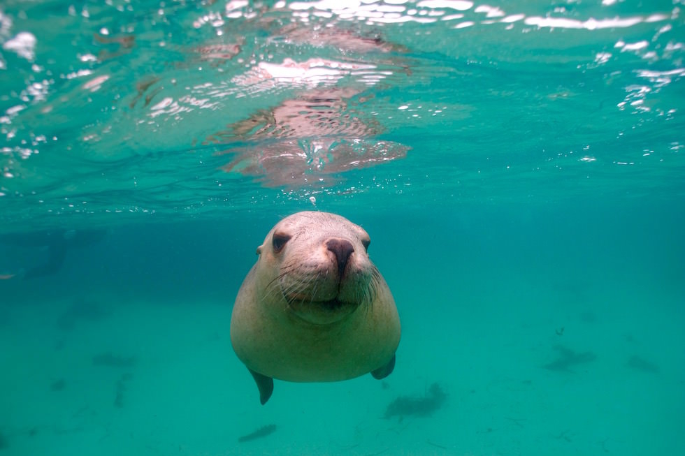 Swim with Sea Lions - Adventure Bay Charters - South Australia