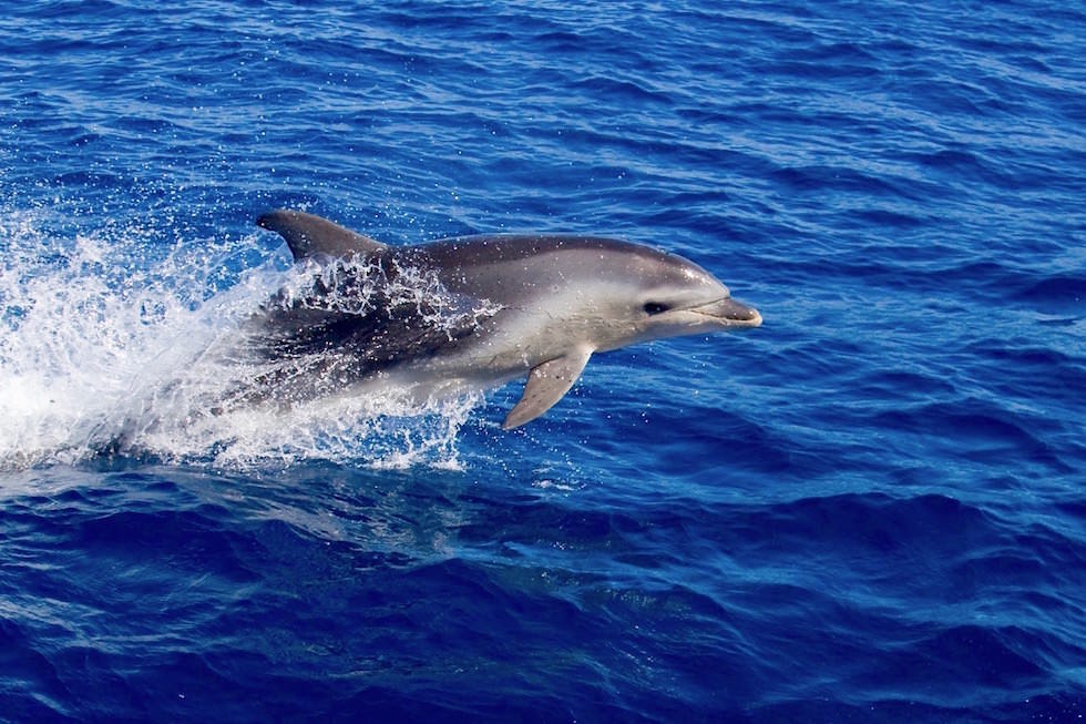 Delfinbegleitung - Wineglass Bay Cruise - Tasmanien