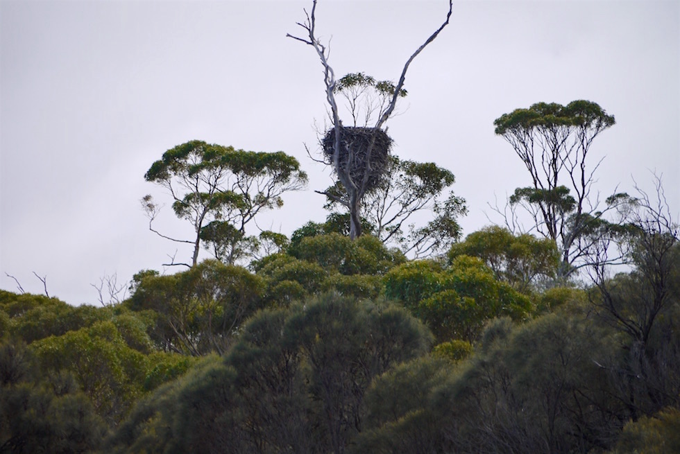 Seeadler Nest an der Küste - Wineglass Bay Cruise - Tasmania