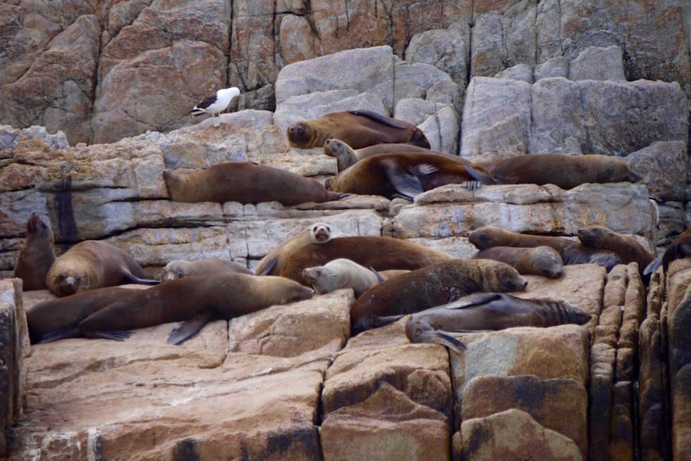 Seelöwen am Sea Lions Rock - Wineglass Bay Cruise - Tasmania