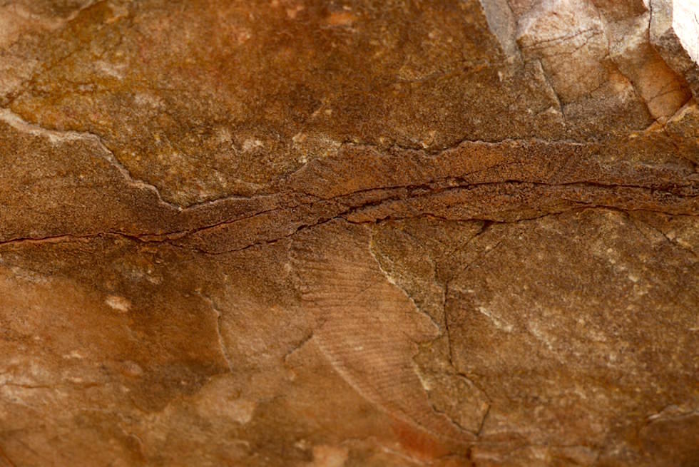 Fossilien - Brachina Gorge - Flinders Ranges - South Australia