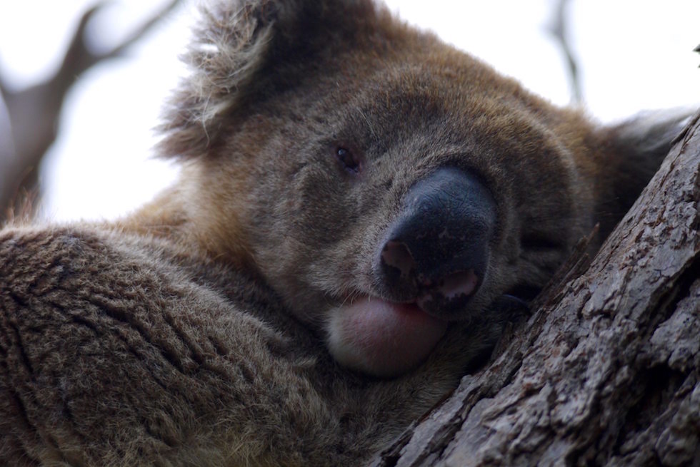 Koala schlafend - Mikkira Station bei Port Lincoln - South Australia