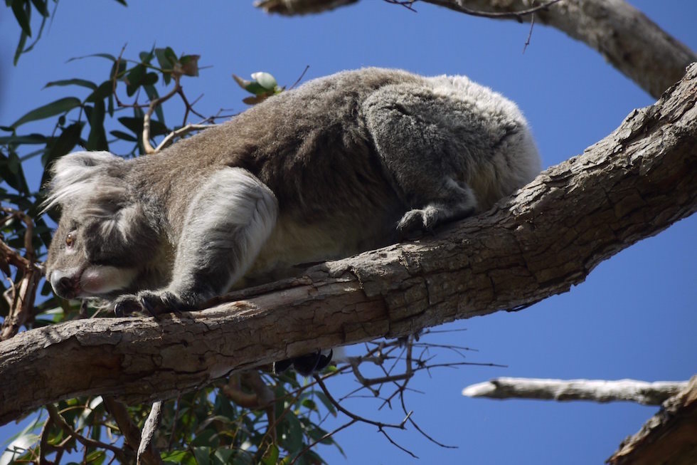 Koala kletternd - Mikkira Station bei Port Lincoln - South Australia
