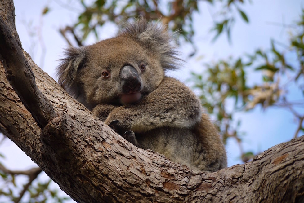 Koala Titel - Mikkira Station im Süden der Eyre Peninsula - South Australia