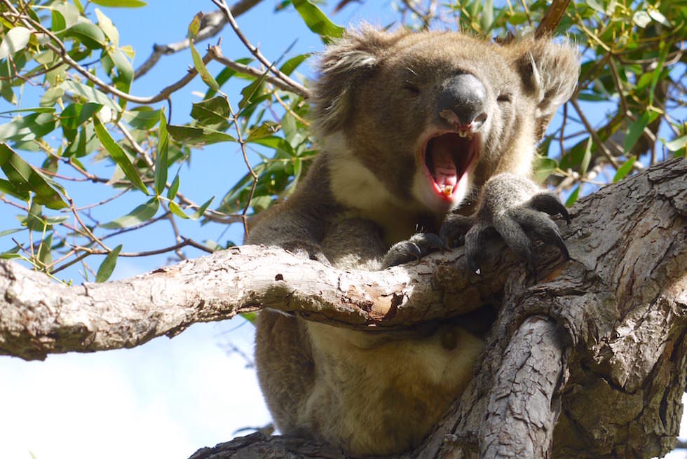 Koala gähnt 2 - Mikkira Station - South Australia