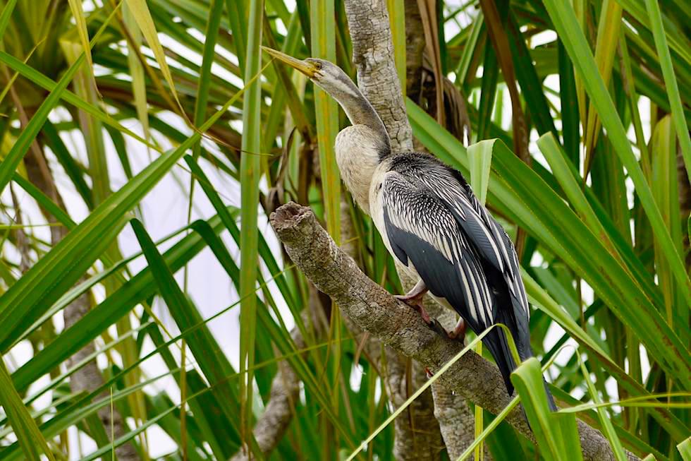 Schlangenhalsvogel oder Australian Darter weiblich - Corroboree Billabong - Northern Territory