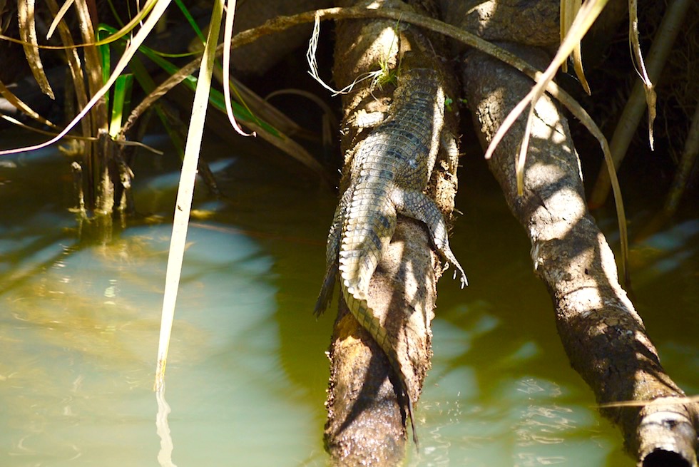 Zauberhaftes Krokodil Baby - Corroboree Billabong - Northern Territory