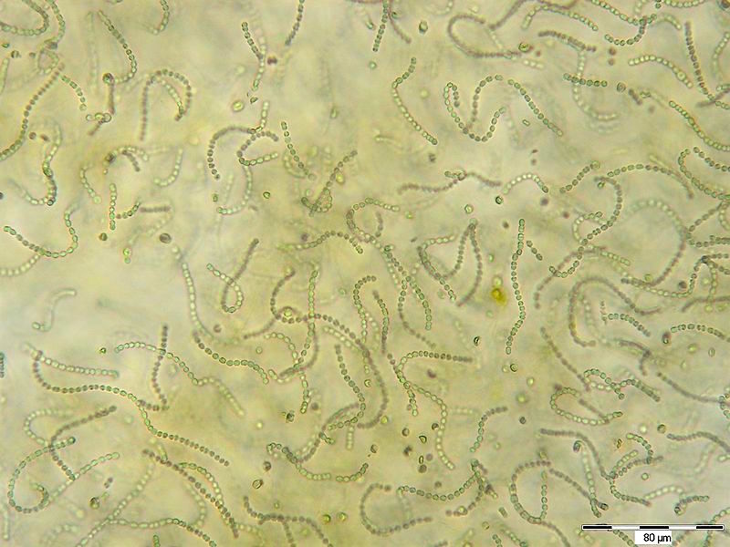 Cyanobakterien - Strombolithen bei Hamelin Pool - Western Australia