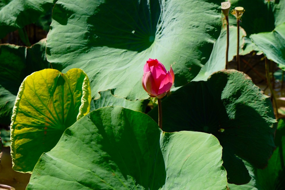 Lotusblume & grüne Blätter Gefahr für Pflanzenwelt - Corroboree Billabong - Northern Territory