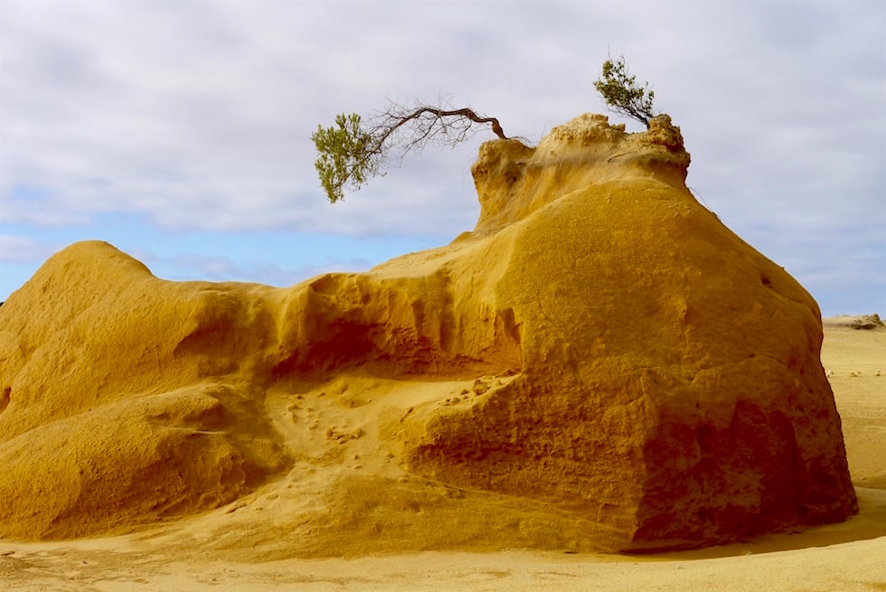 Sandbedeckte Felsnadeln - Pinnacles Desert - Western Australia
