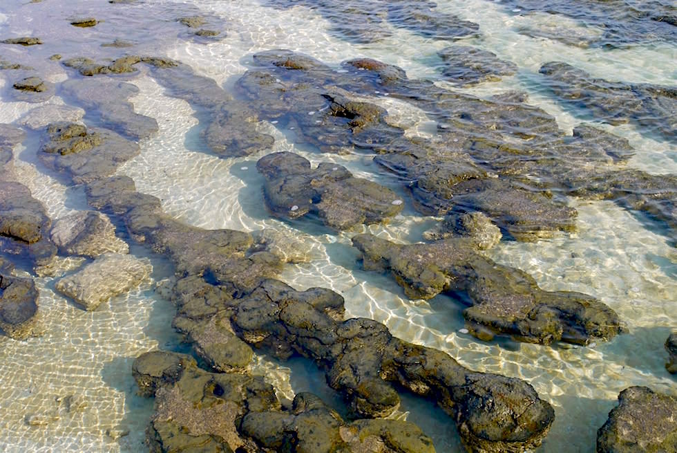 Stromatolithen Riff - Stromatolithen haben vor 3,5 Milliarden Jahren den ersten Sauerstoff produziert - Hamelin Pool - Western Australia