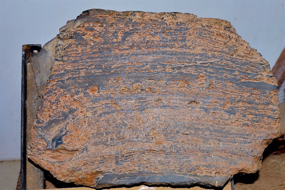 Schichtstruktur - Stromatolith im Hamelin Pool Museum - Western Australia