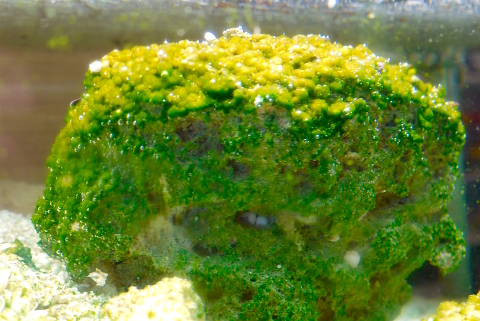 Stromatolith Aquarium - Hamelin Pool Museum - Western Australia