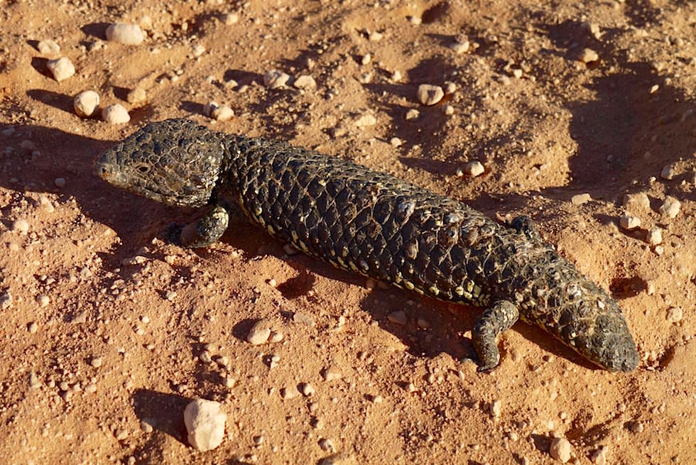 Shingleback Lizard oder Tannenzapfenechse - Lake Gairdner - South Australia