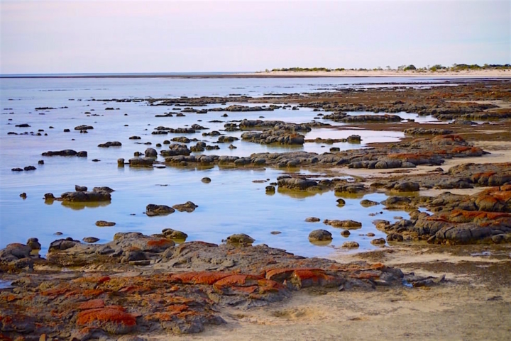 Blick auf Stromatolithen - Hamelin Pool - Western Australia